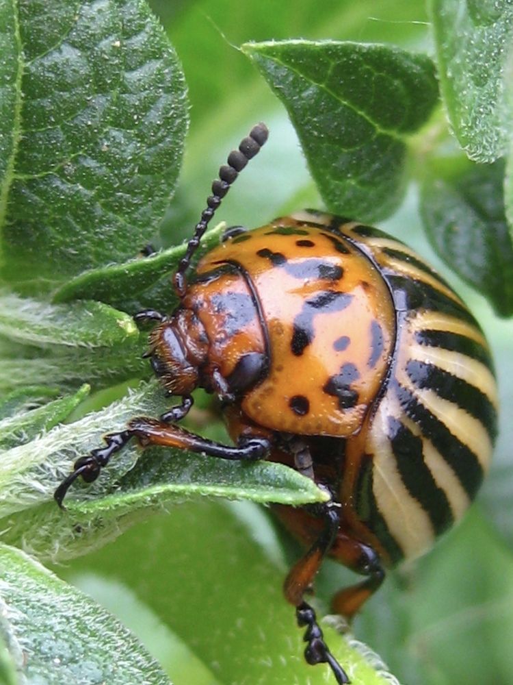 Photograph by Елена Смирнова