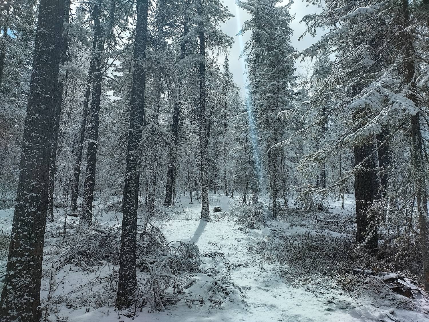 Photo #8479529