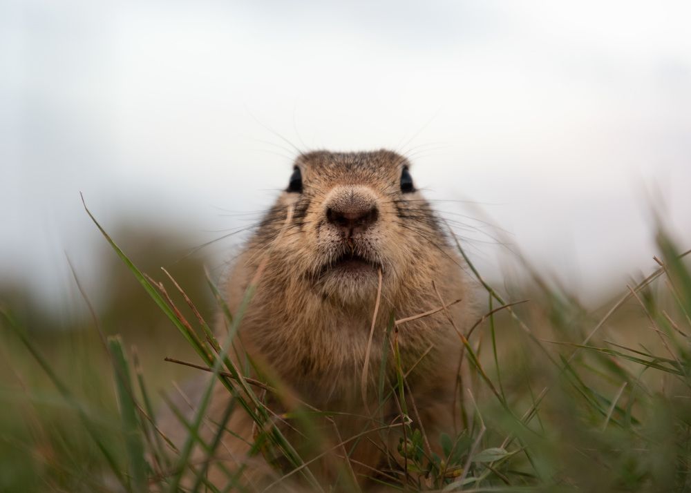 Фотография автора Рохмистрова Мария