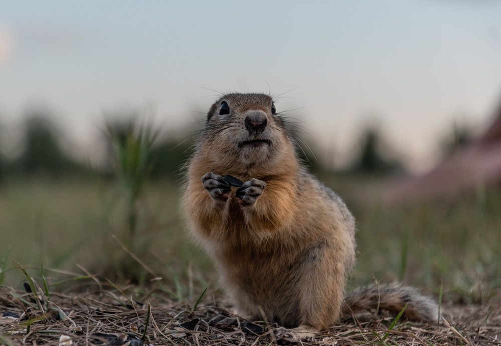 Фотография автора Рохмистрова Мария