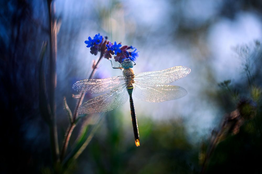 Dragonfly