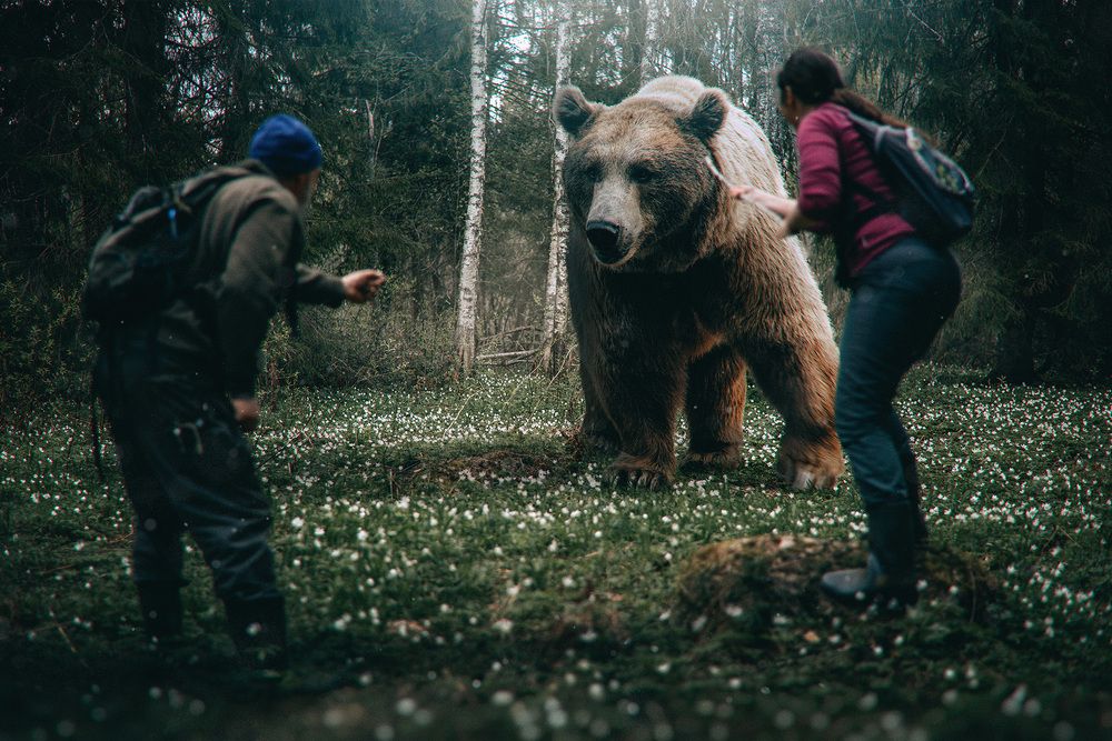 Чьи в лесу шишки?