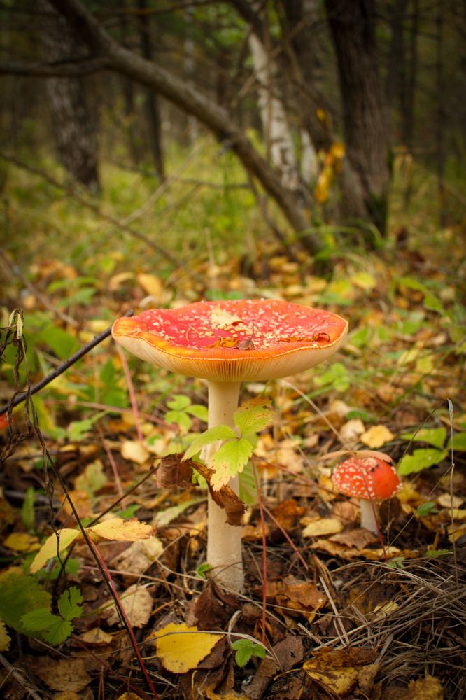 Photograph by Екатерина Курникова