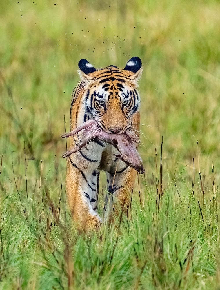 Photograph by Nitin Baste