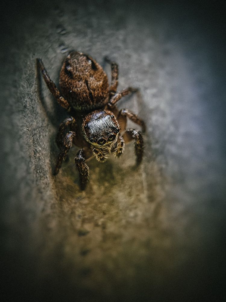 Photograph by Dina Chaica