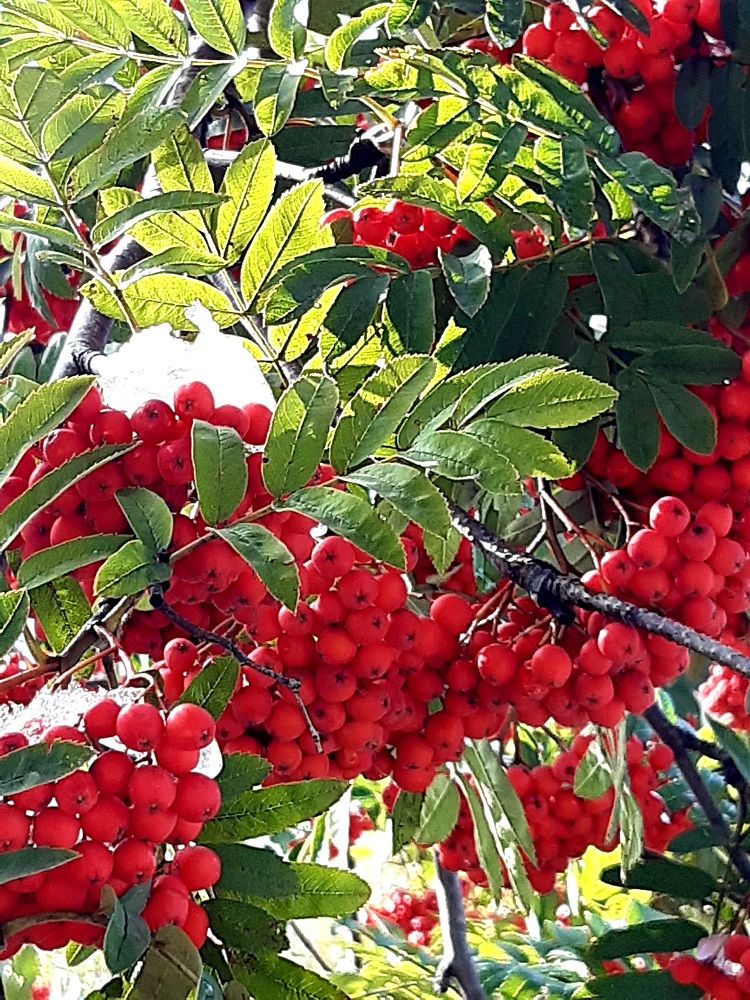 Фотография автора Наталья Шендяпина