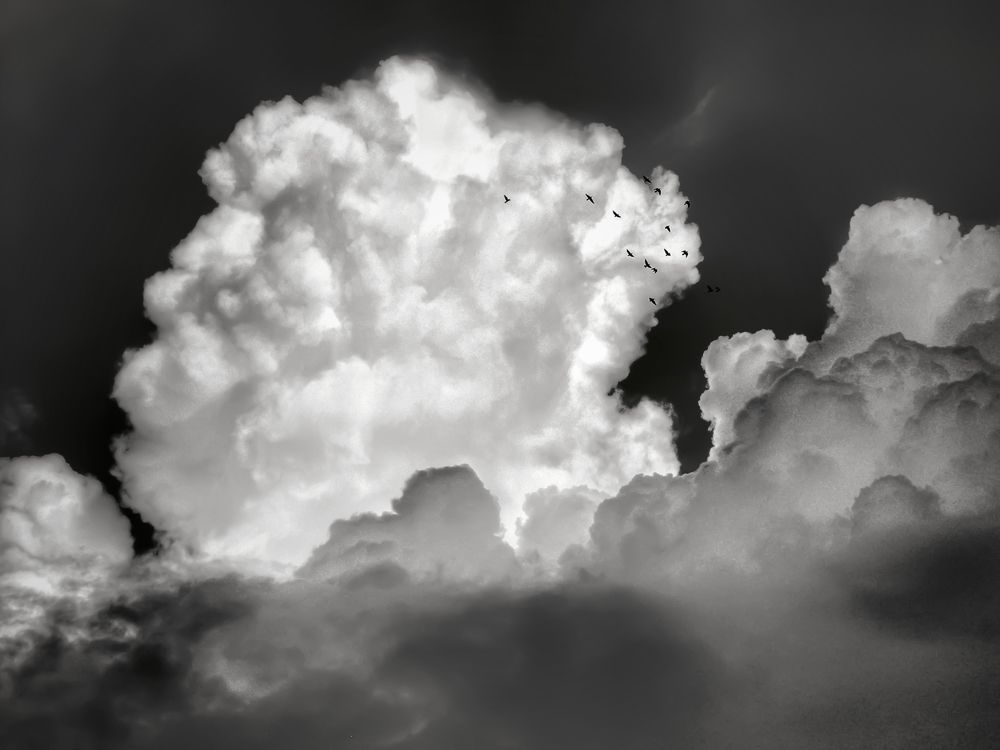 Cloudscape with birds