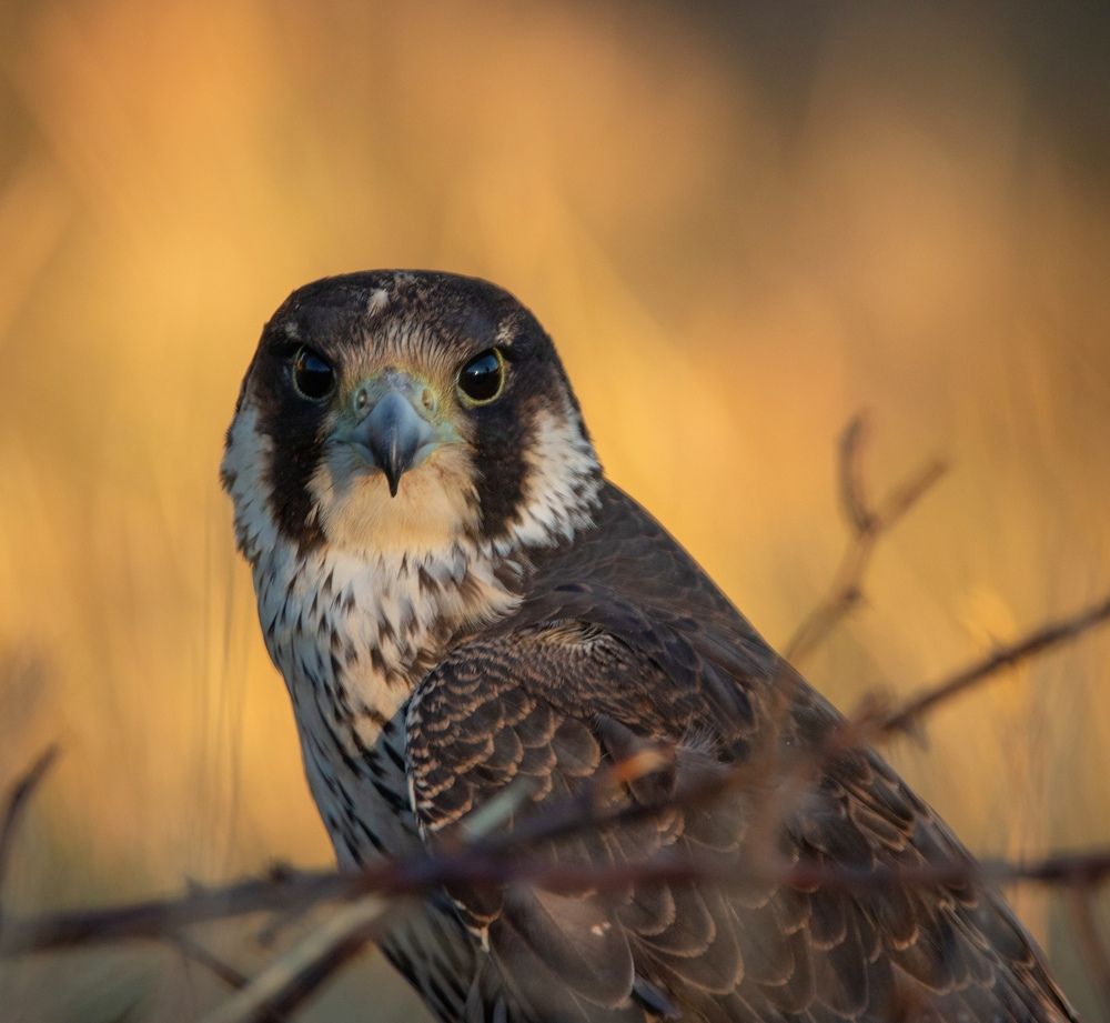 Фотография автора Sebastian Popa