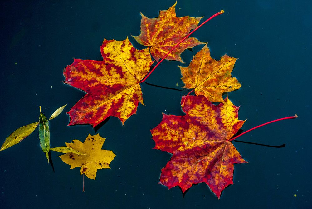 Photograph by Виктор Поверенов