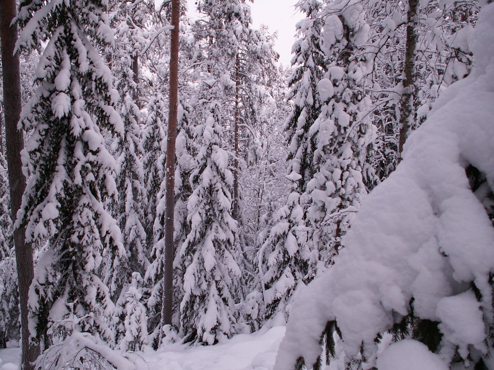 Photo #8481233