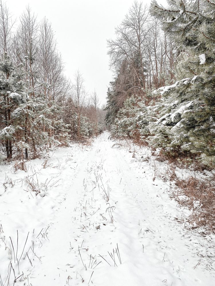 Декабрьский лес