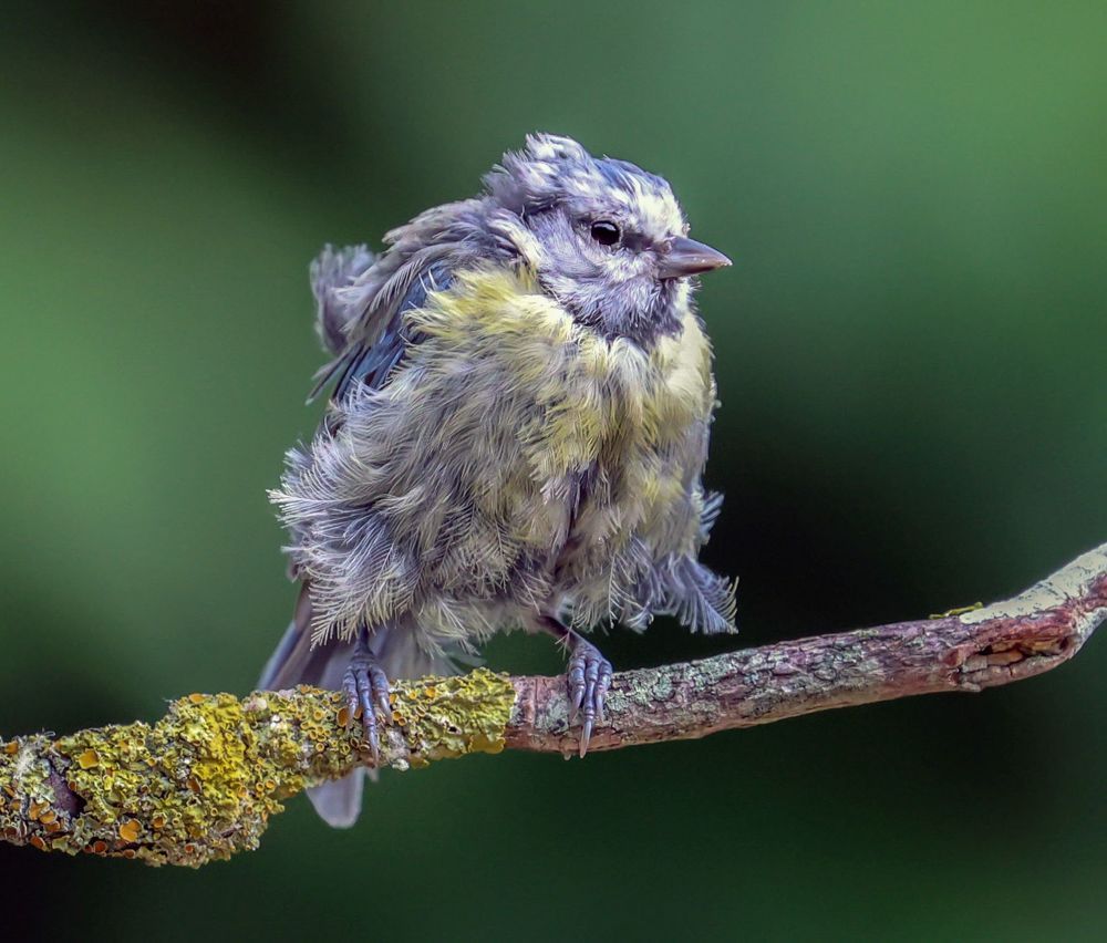 Photograph by Ambi Puvi