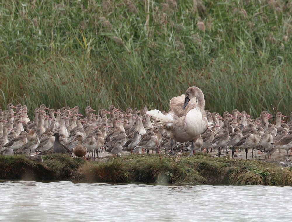 Photograph by Ambi Puvi