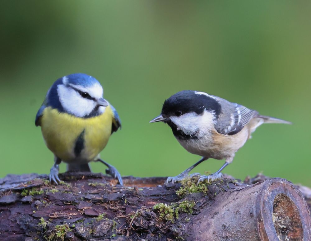 Photograph by Ambi Puvi