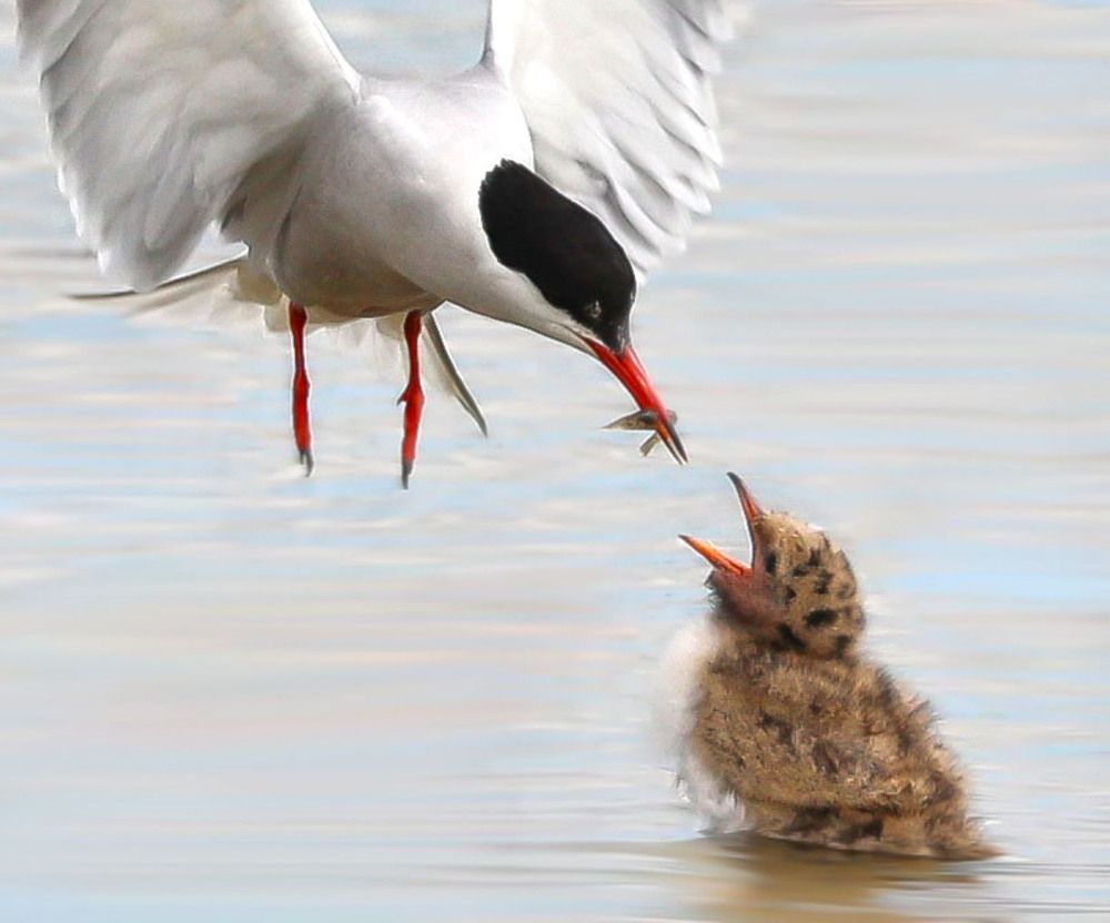 Photograph by Ambi Puvi