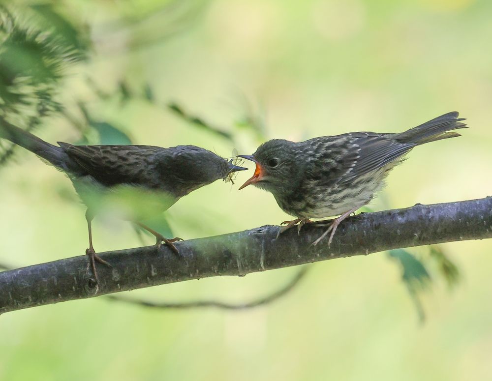 Photograph by Ambi Puvi