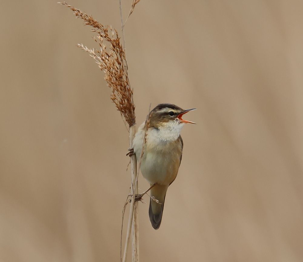 Photograph by Ambi Puvi