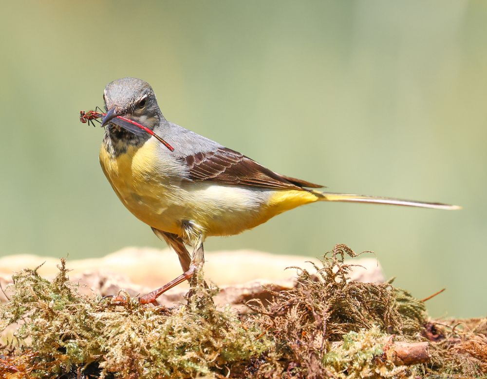 Photograph by Ambi Puvi