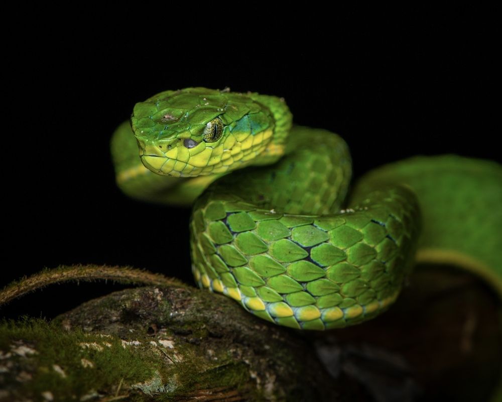 Photograph by SOORAJ NALLOORE