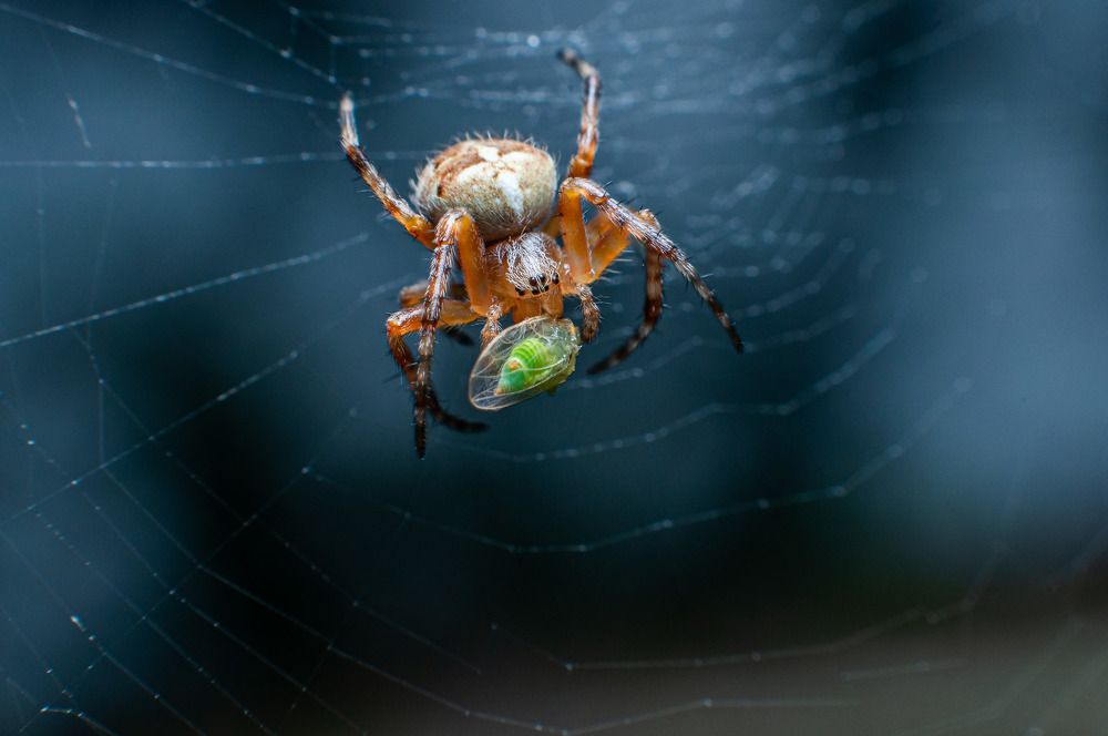 Photograph by Mansurov Renat