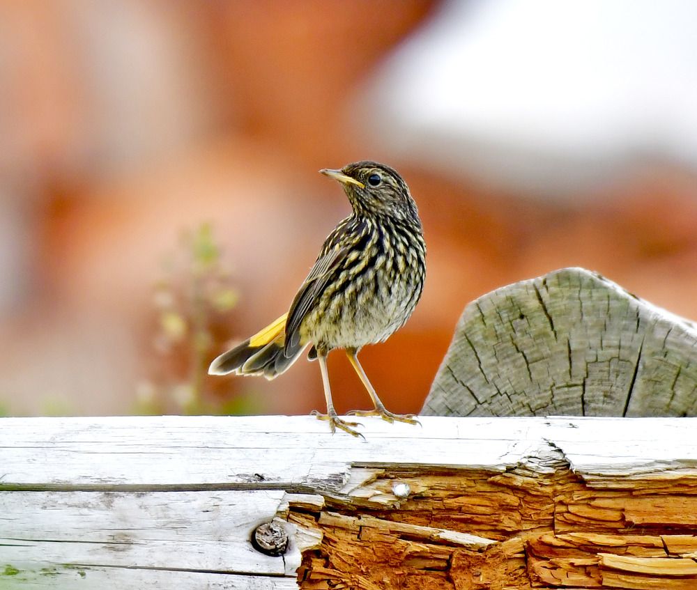 Photograph by Елена