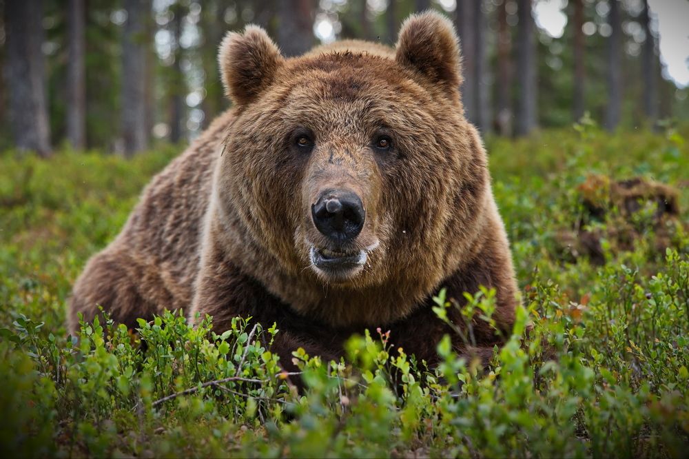 Мой карельский друг