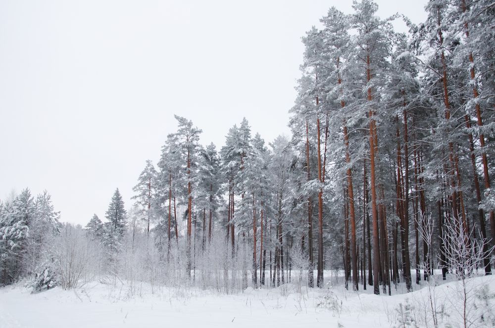 Photograph by Надежда Разводовская