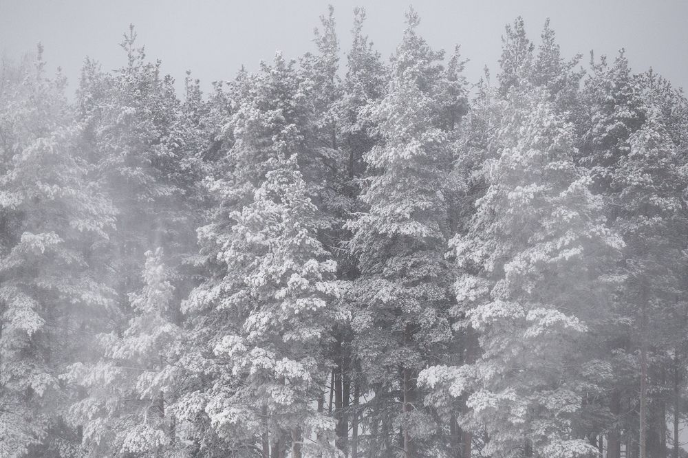Photograph by Sergei Komlev