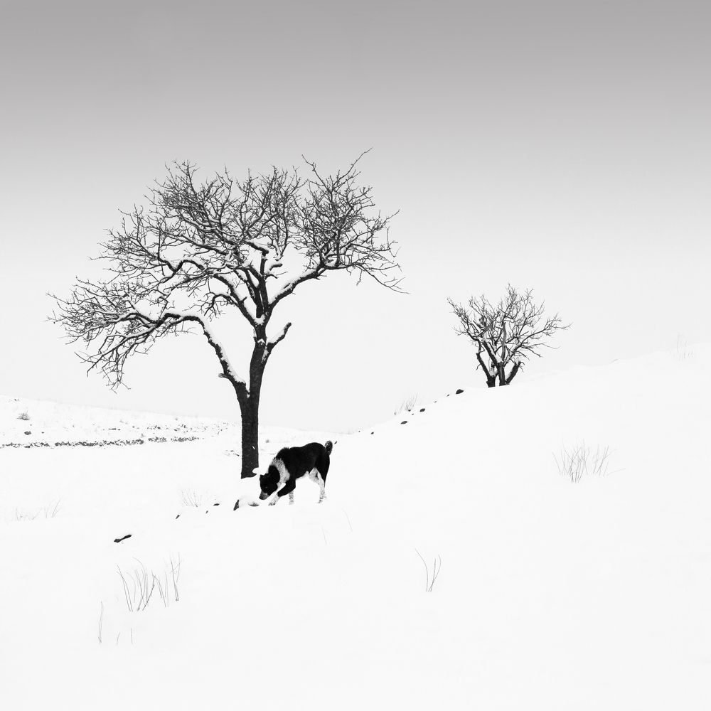 Фотография автора Hosein Davoodi