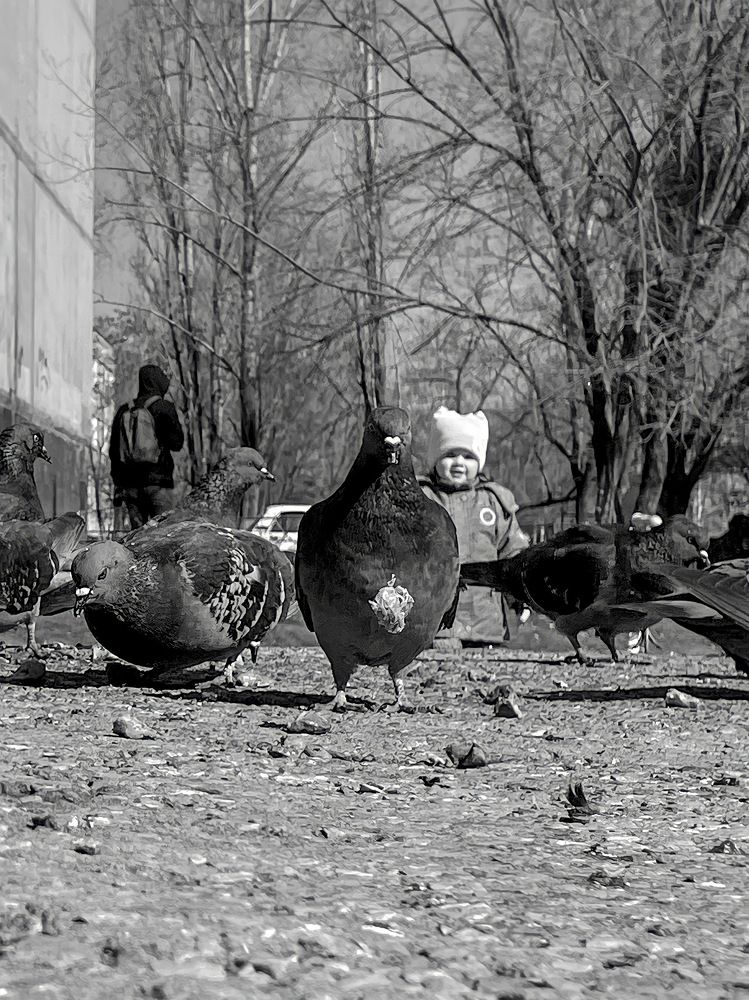 Голубь и крошка