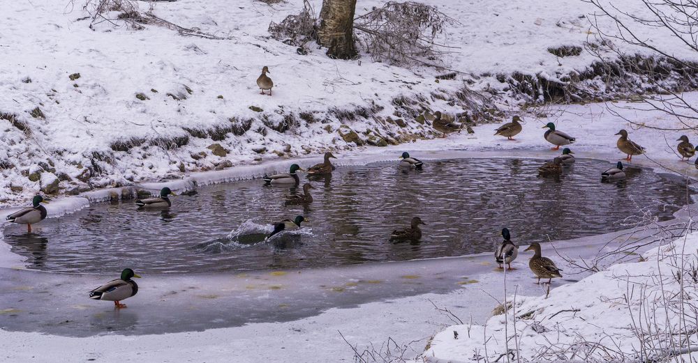 Зимовка уток