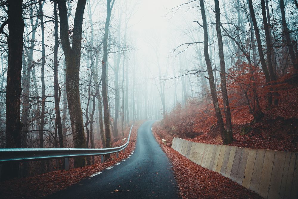 Morning foggy forest