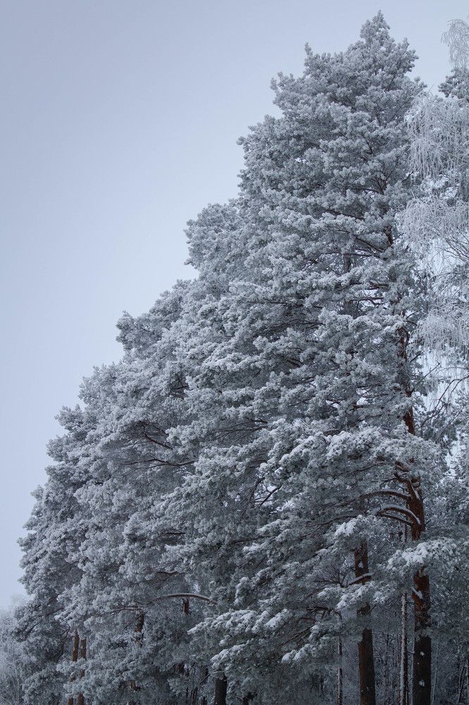 Photograph by RelaxWolf