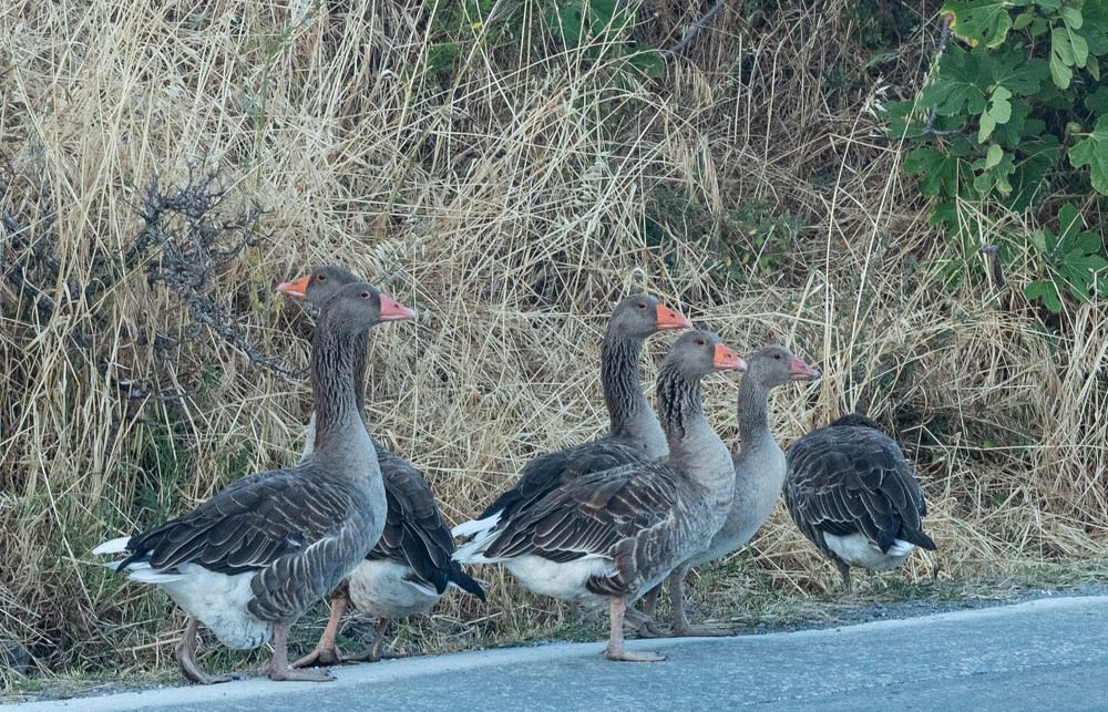 Фотография автора DIMITRIS MPAZIOTOPOULOS