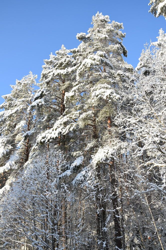 Photograph by Jolanta Zutiene