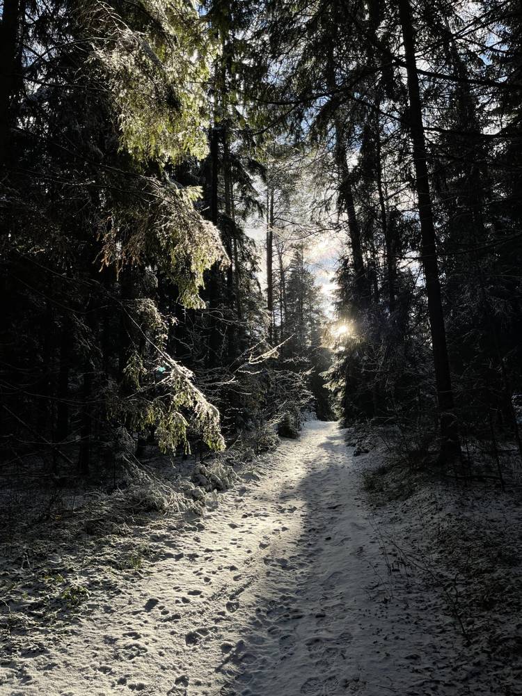 в лесу зимой