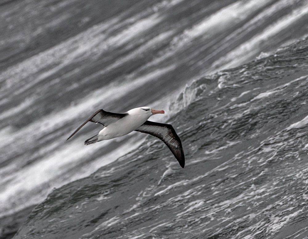 Фотография автора andrey gagarin