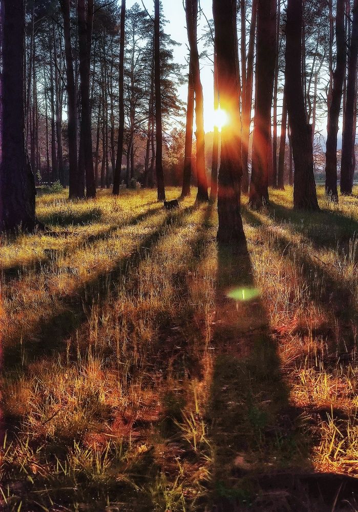 Фотография автора Максим Светличный