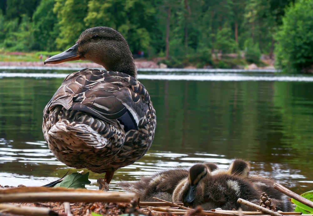 Photograph by Dark Ambient