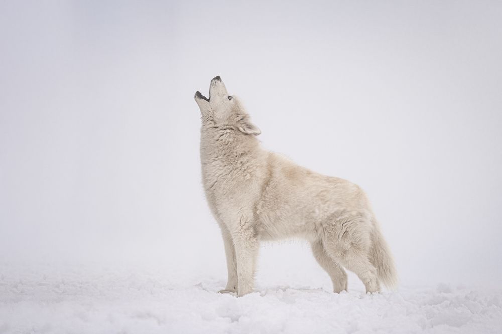 Photograph by Krisztián Csalami
