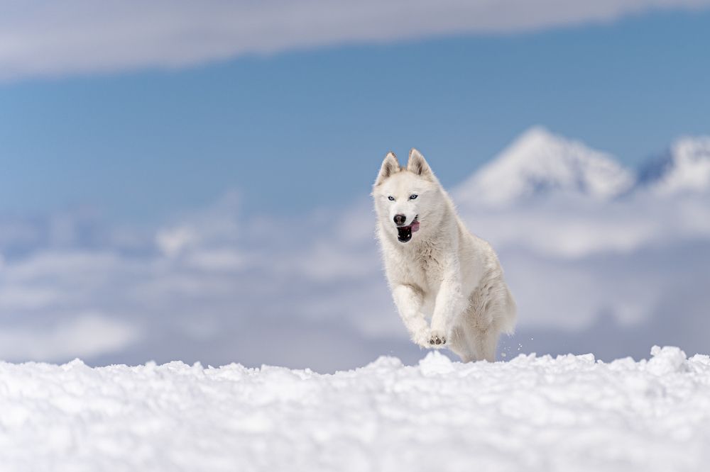 Photograph by Krisztián Csalami