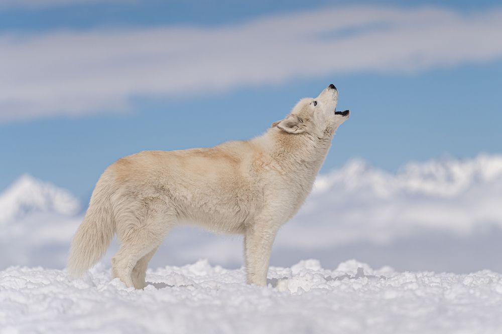 Фотография автора Krisztián Csalami