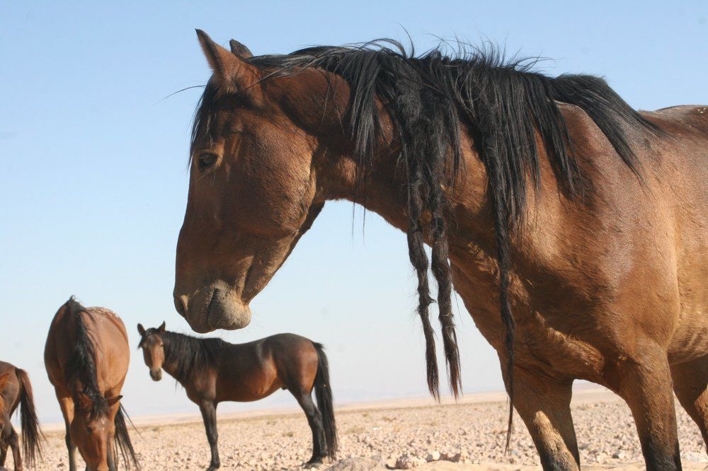 Фотография автора Grant Botha