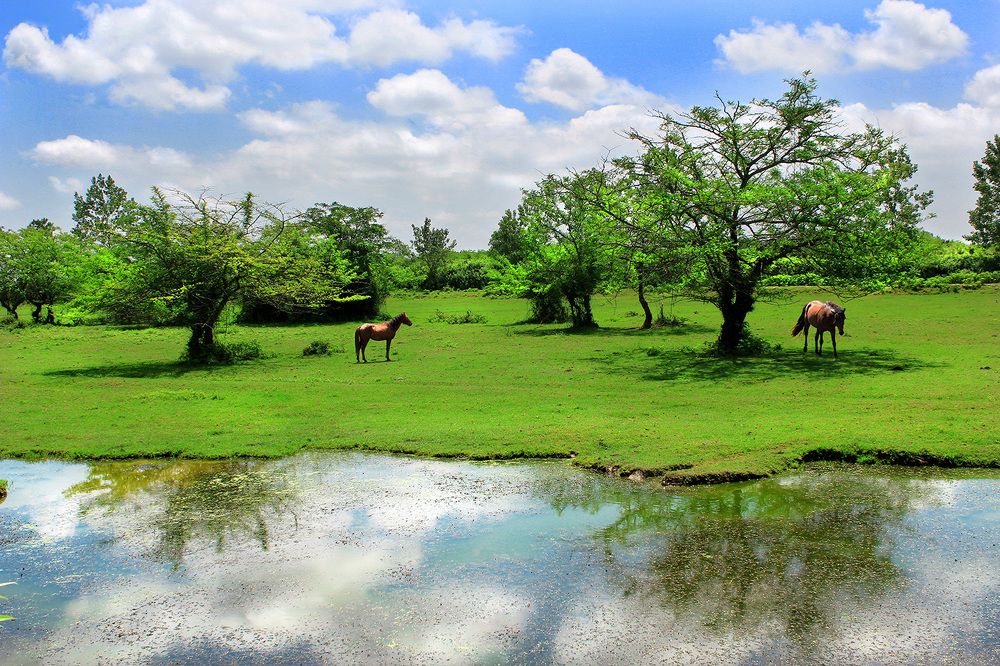 Фотография автора hasan jouri