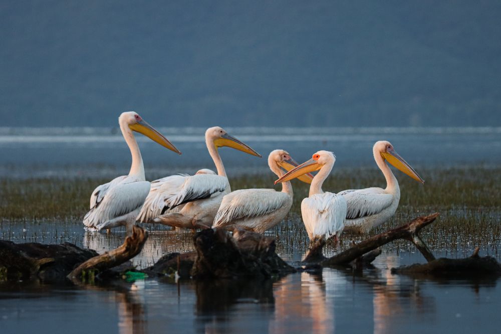 Pelecanus onocrotalus