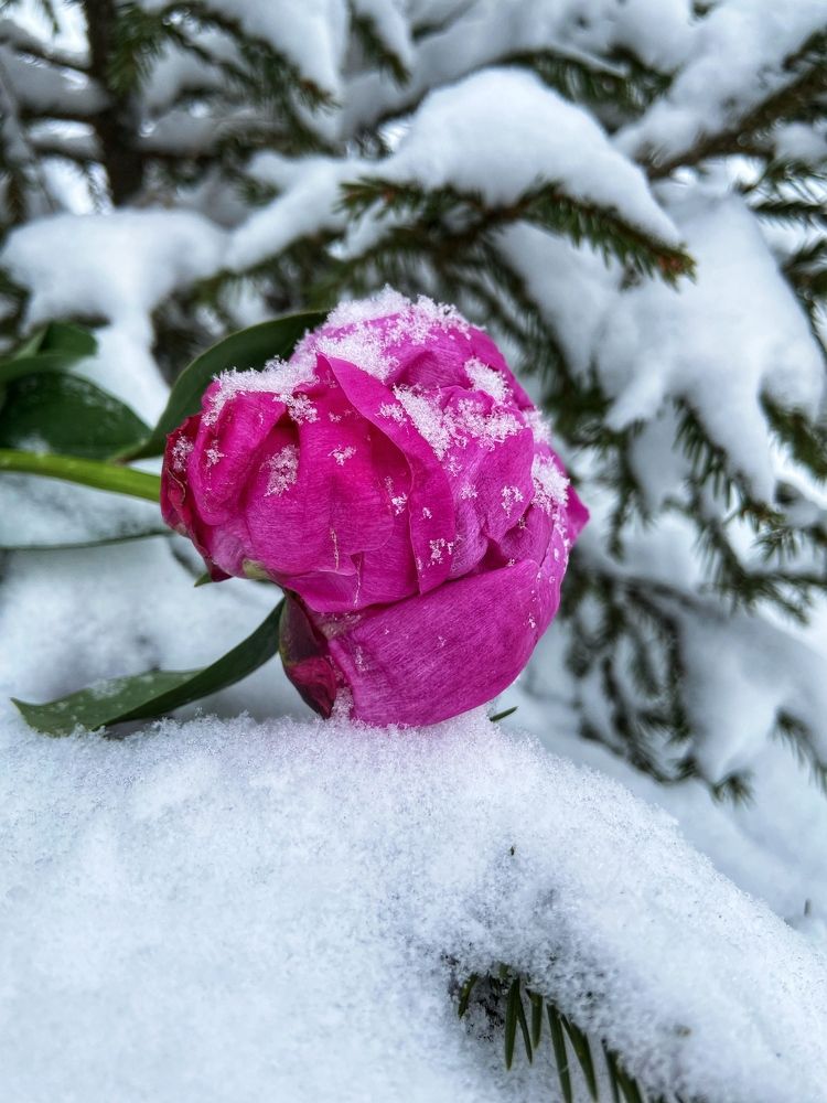 Photograph by Оксана Смородина