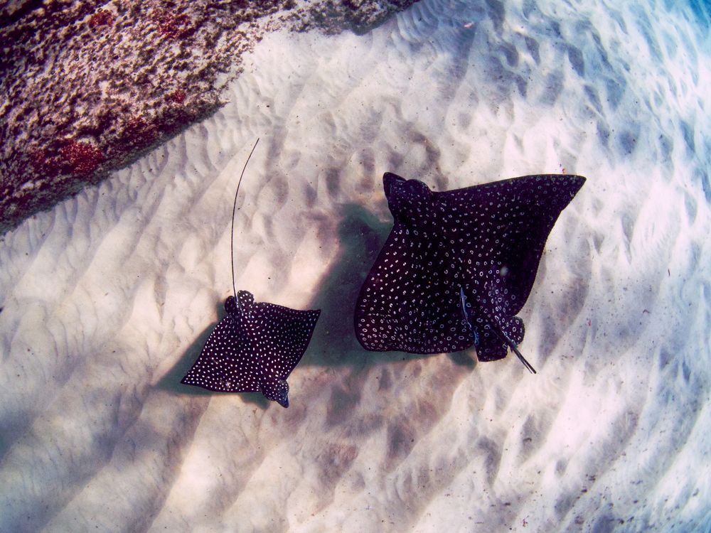 Diving with stingrays