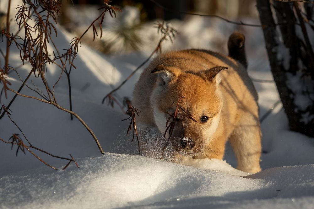Photograph by Александр Слепцов