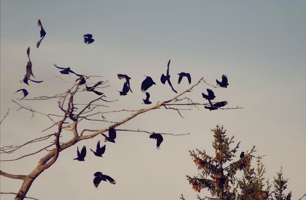 Photograph by Галина Карманова