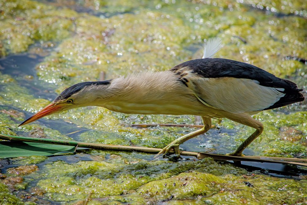 Photograph by Оксана Маховская